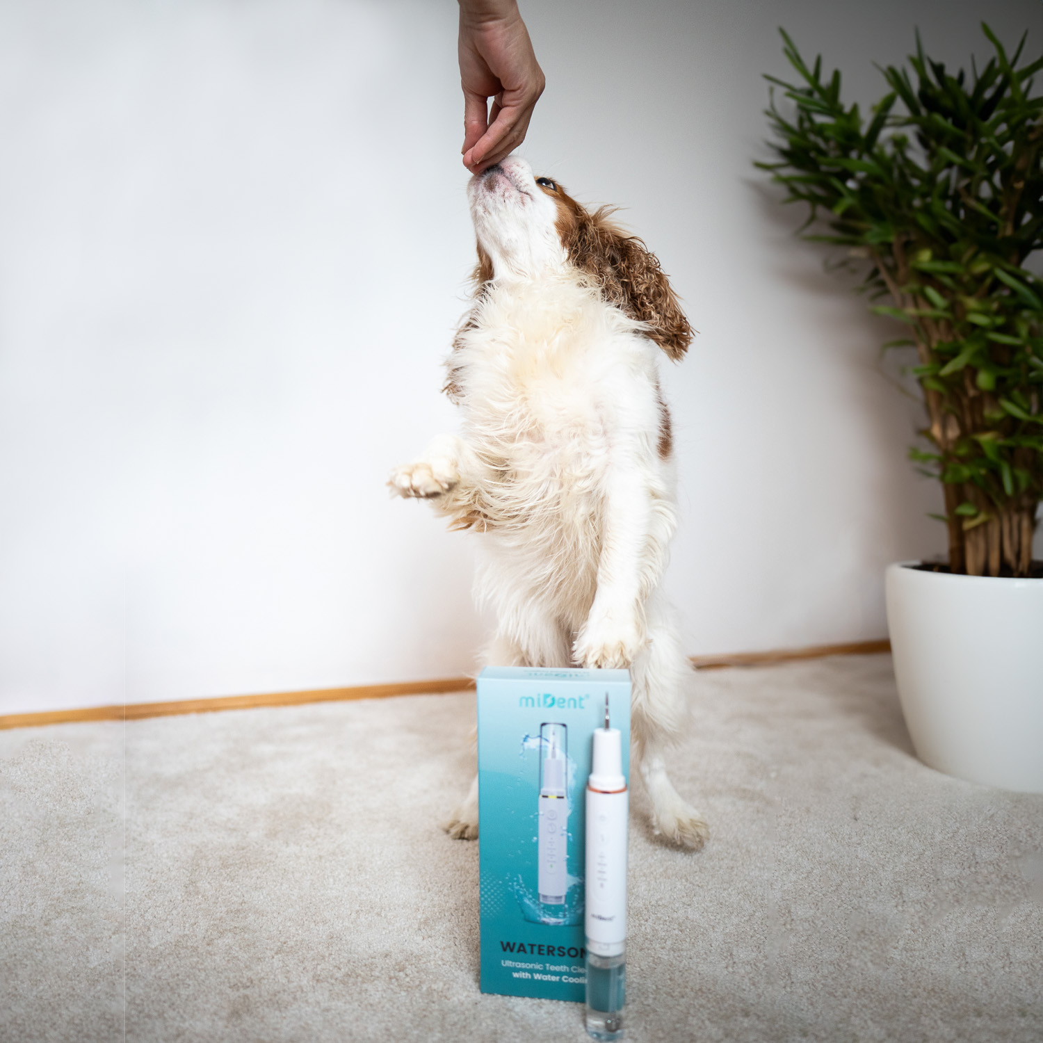 Hund und WaterSonic™ für Hunde zu Hause