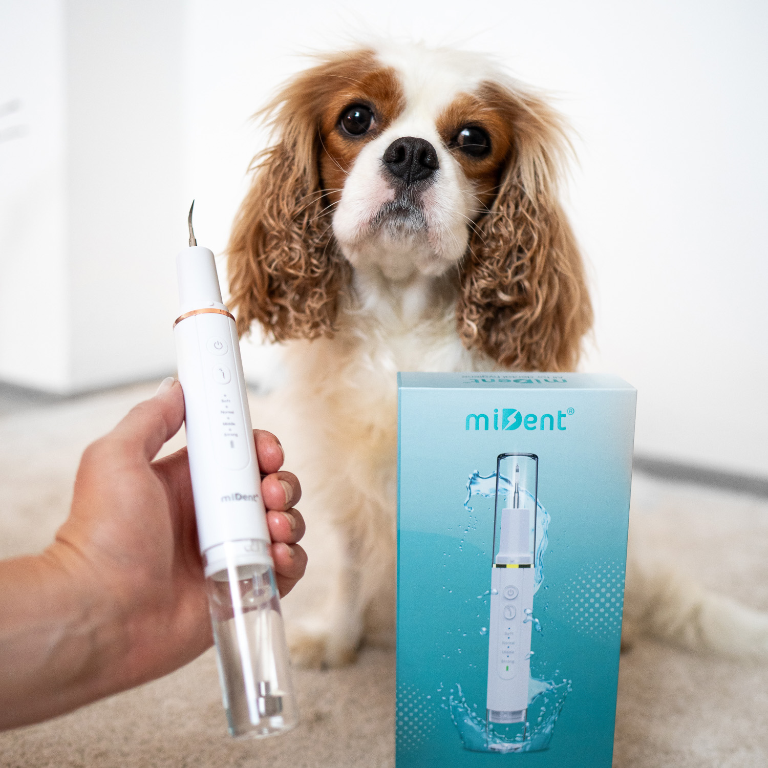 Hund neben WaterSonic für Hunde und der Verpackung
