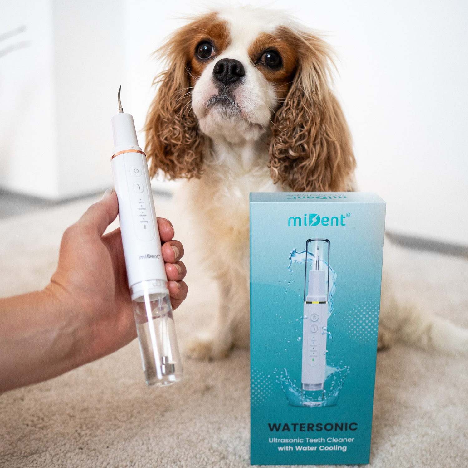 Hund mit WaterSonic™ für Hunde und Verpackung