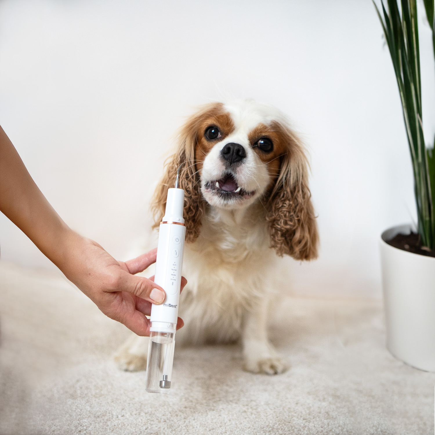 Hund neben dem WaterSonic für Hunde