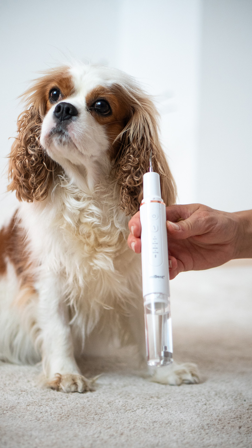 Hund sitzt neben dem WaterSonic™ für Hunde