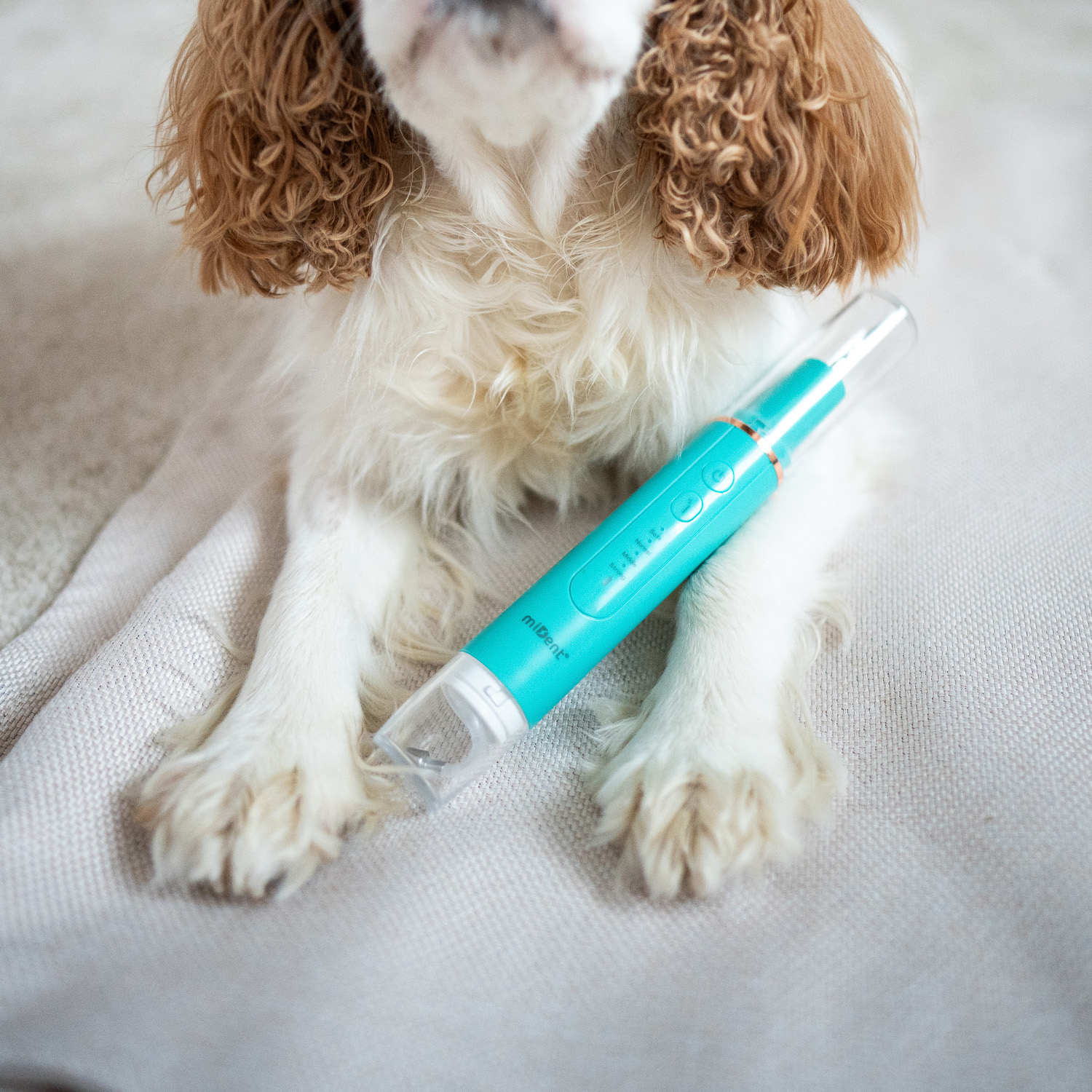 WaterSonic für Hunde zwischen den Vorderpfoten des Hundes