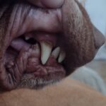 Ultrasonický čistič zubů TrueSonic photo review